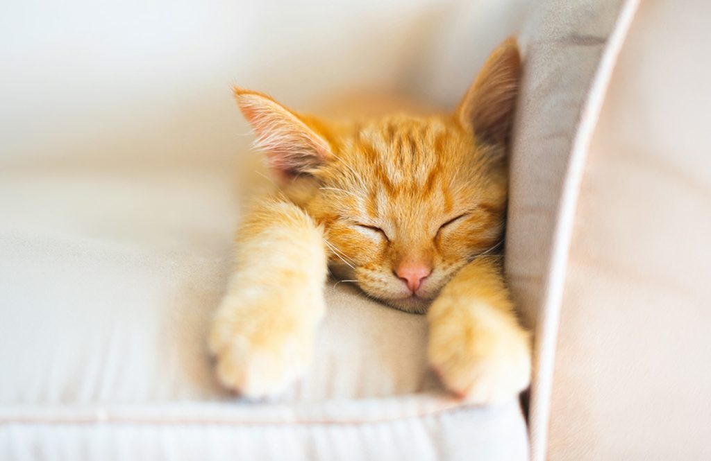 eine schlafende Katze auf der Couch. zu sehen ist der Kopf und die Vorderpfoten. 
